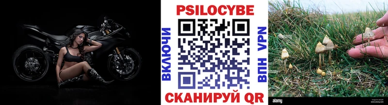 Купить закладки  Гулькевичи  Псилоцибиновые грибы мицелий 
